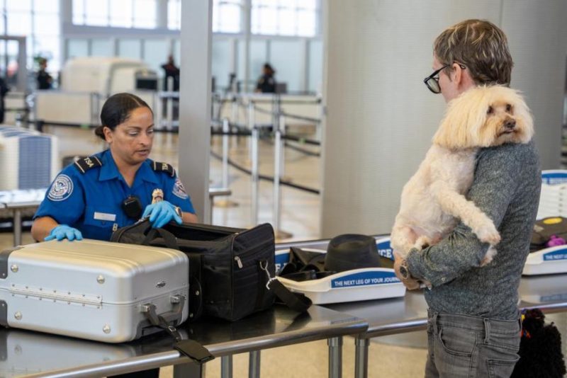 Stop sending your pets through TSA X-ray machines – ALA Noticias